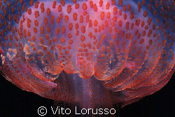 Jellyfishs - Pelagia noctiluca by Vito Lorusso 